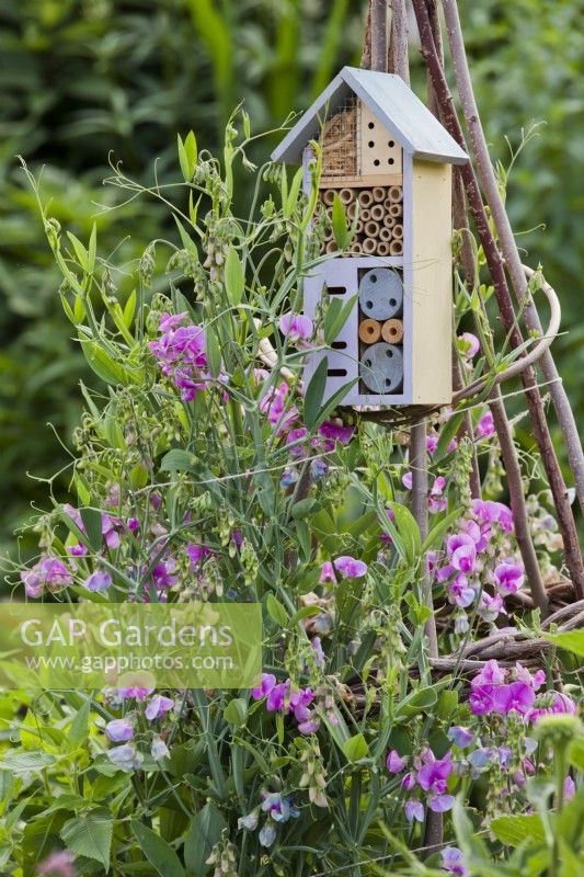 Insect house on wigwam support for sweet peas.