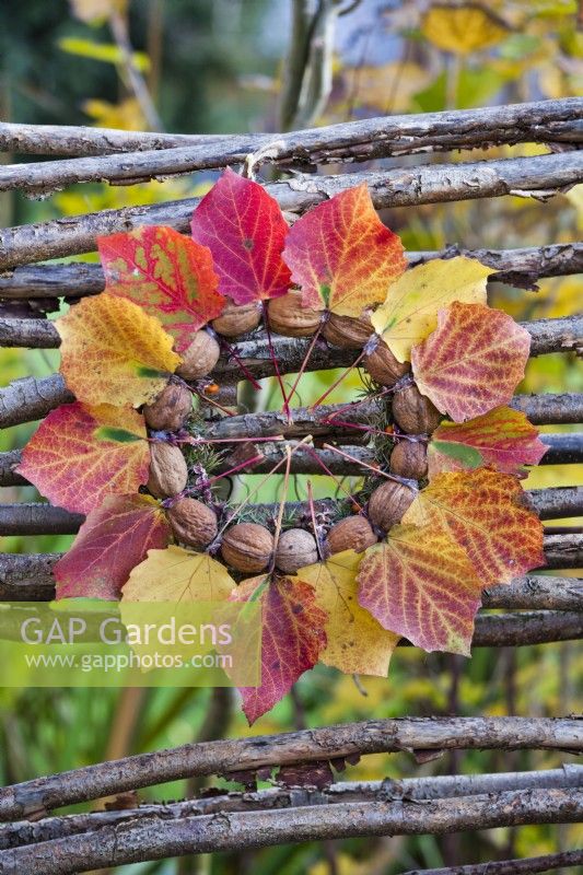 Autumnal wreath made from aspen leaves and walnuts.