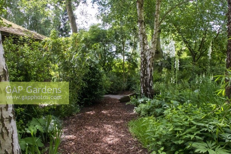 Bark path through the Stroll Garden at Morton Hall Gardens with Betula pendula, bamboo and white digitalis.