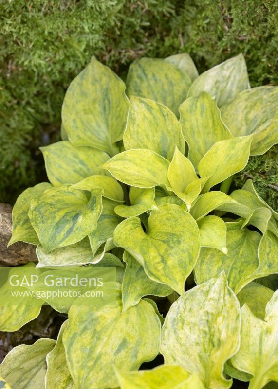 Hosta Silver Threads and Golden Needle, summer July