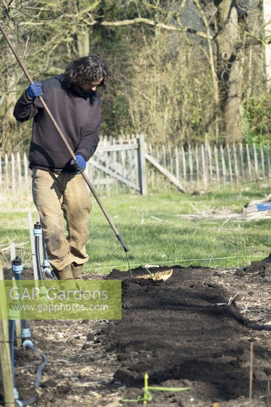 Man dividing the heaps of soil in the no-dig garden with rake.