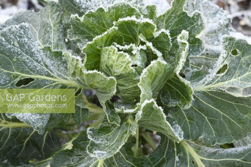 Brassica oleracea Gemmifera Group  Frost on Brussels sprouts leaves  December
