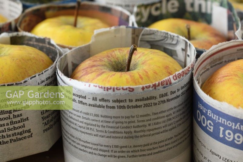 Malus domestica  Apples for storage with paper dividers  January
