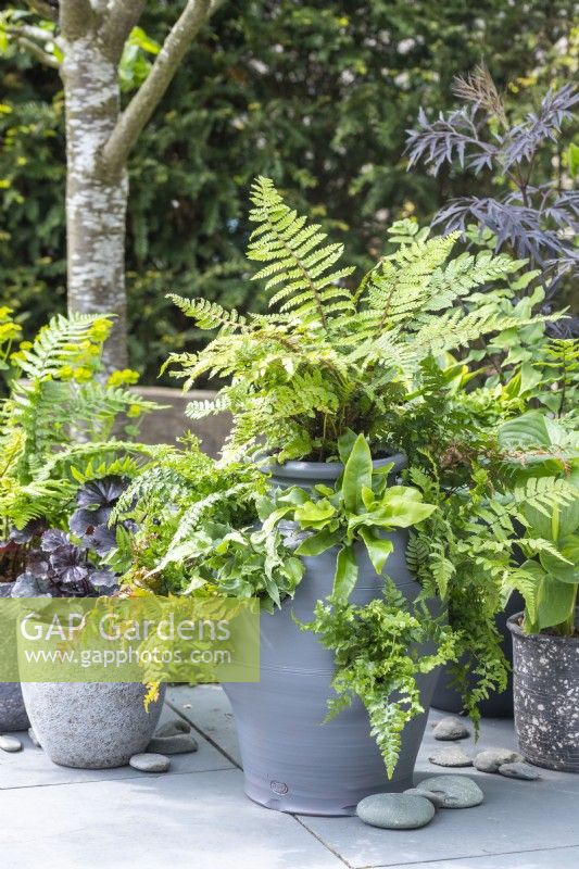 Terracotta strawberry planter being used as a miniature fernery