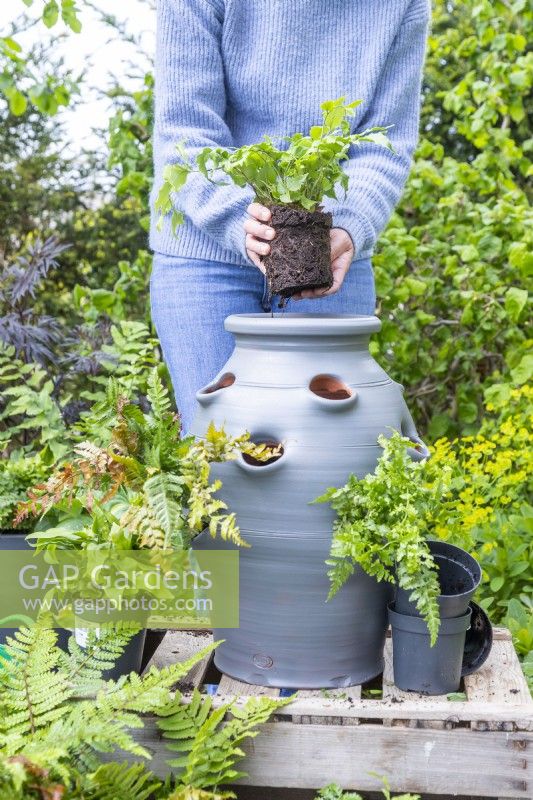 Woman placing fern inside the strawberry planter