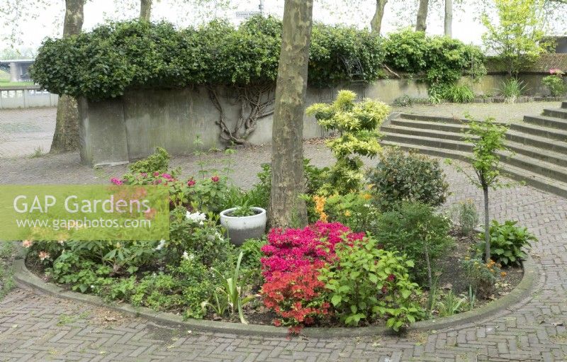 Azalea, Rhododendrons and shrubs planted in a circular bed under a tree. View on stone stairs and stone wall with climbers.