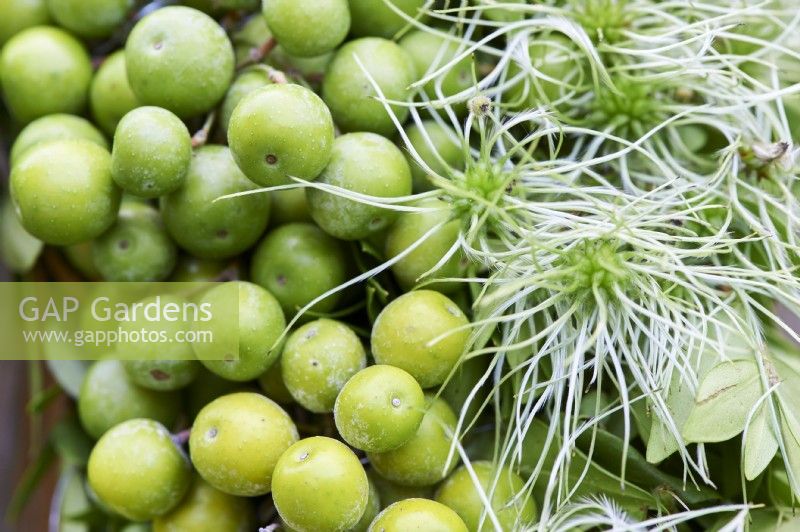 Detail of green cranberries and clematis seedheads