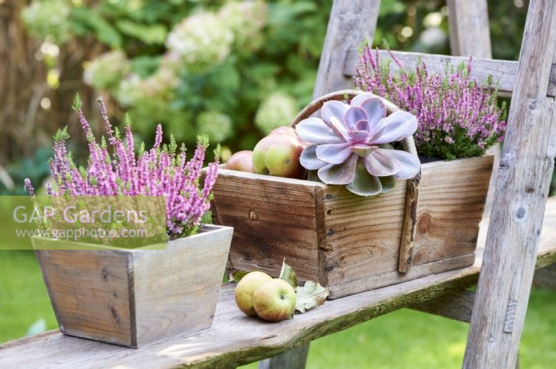 Heather, apples and Graptopetalum paraguayense in a wooden box