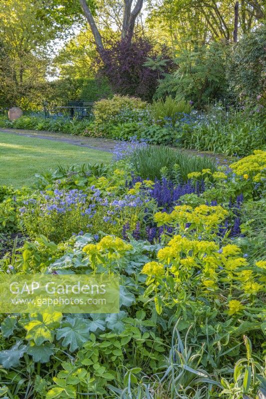 Euphorbia polychroma flowering with Alchemilla mollis  Ajuga reptans 'Burgundy Glow' and Polemonium caeruleum as groundcover plants in an informal country cottage garden border in early Summer - May