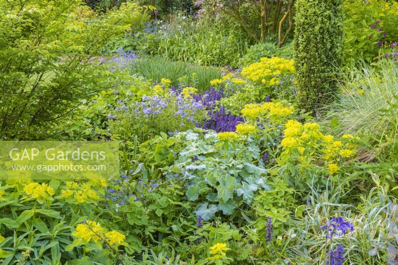 Euphorbia polychroma flowering with Alchemilla mollis  Ajuga reptans 'Burgundy Glow' and Polemonium as low growing groundcover plants in an informal country cottage garden border in early Summer - May