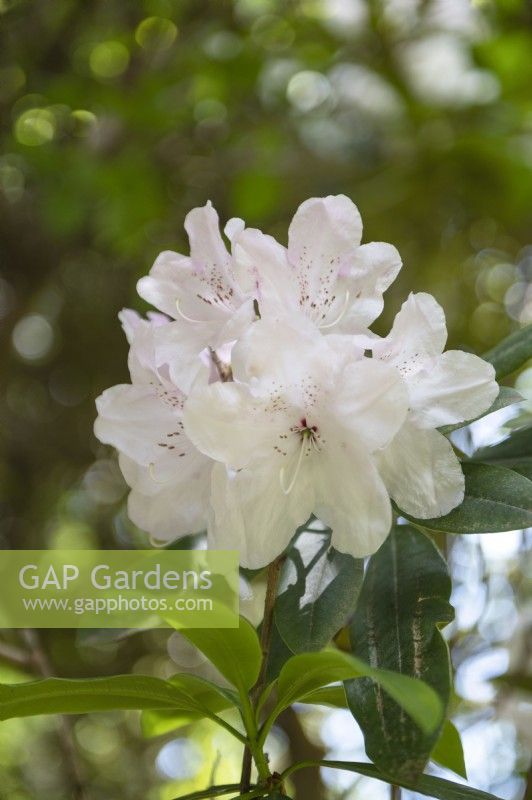 Rhododendron 'Doctor Stocker' 