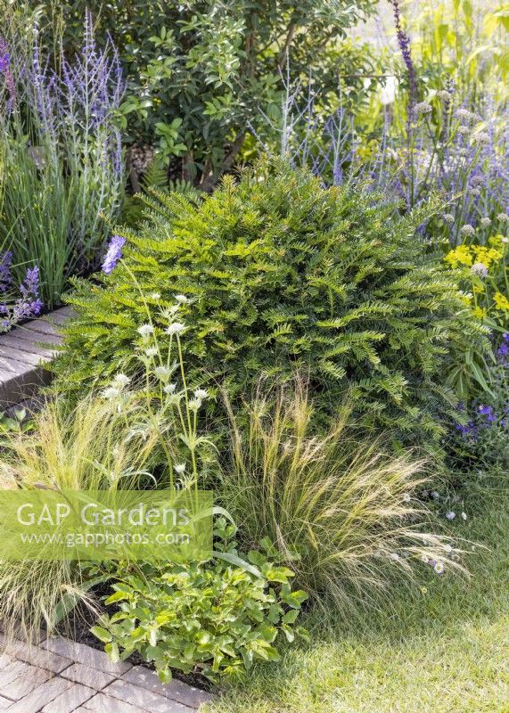 Contemporary garden design with Taxus, spring May