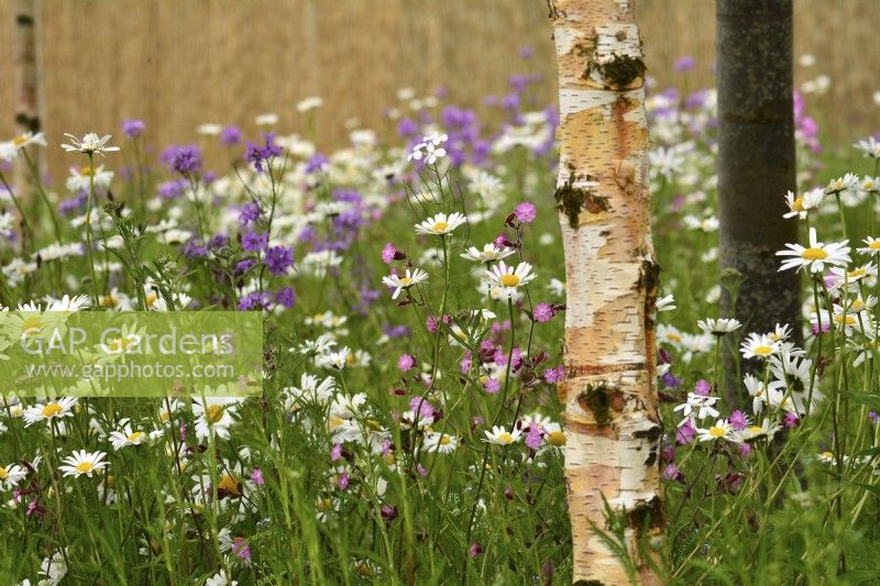Wildflower meadow with Leucanthemum vulgare-Ox-eye daisies,