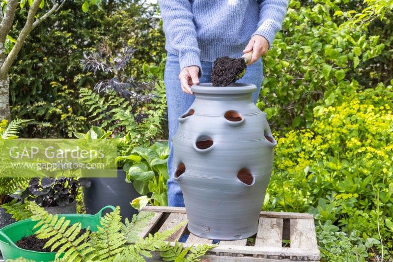 Woman filling the strawberry planter part way with compost