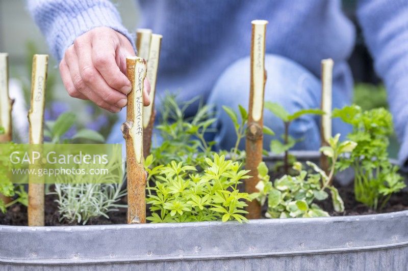 Woman placing birch stick plant labels in the large herb container