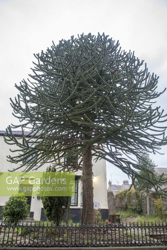 Fruiting female, Araucaria araucana syn. monkey puzzle, Chile Pine in front garden, of townhouse in  Carmarthen. 