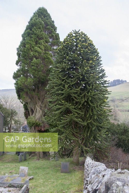 Mature, fruiting female Araucaria araucana syn. monkey puzzle, Chilean pine growing in a remote churchyard in the Cambrian mountains.
