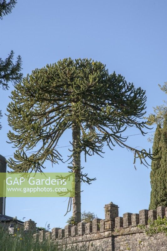 Female, fruiting Araucaria araucana syn. monkey puzzle, Chile pine, Chilean pine, in private garden, Llandeilo. 

This female tree produces many fertile fruits, fertilised by a male specimen in the nearby churchyard.  Believed to be a Victorian planting. 