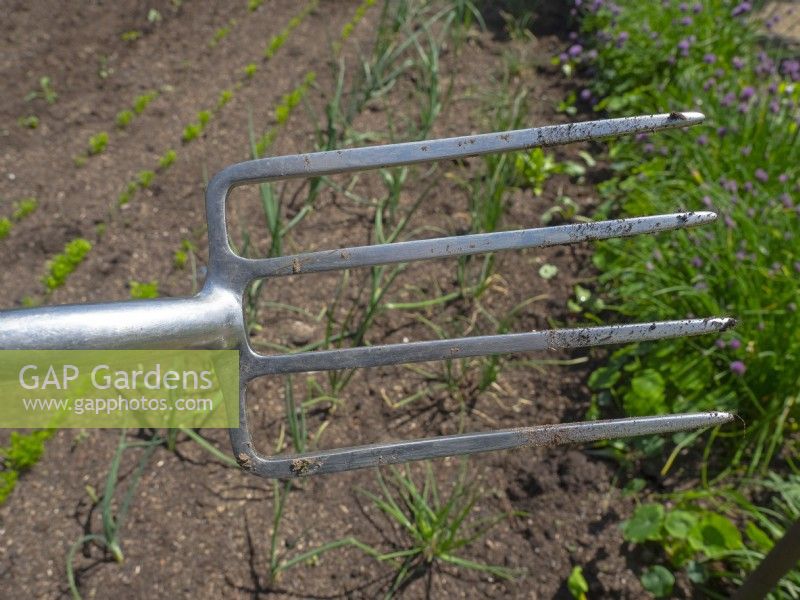 Garden Fork in  vegetable garden and rows of onions May Spring