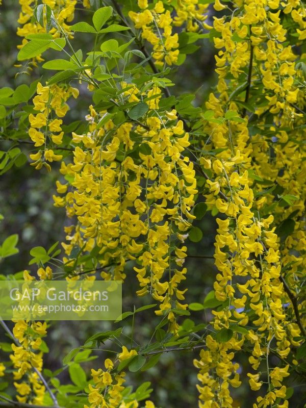 Laburnum 'Yellow Rocket' - Golden chain tree  May Spring