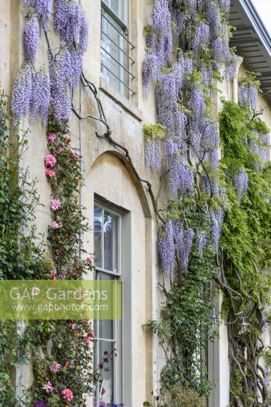 Long racemes of wisteria on Broadleas house in May