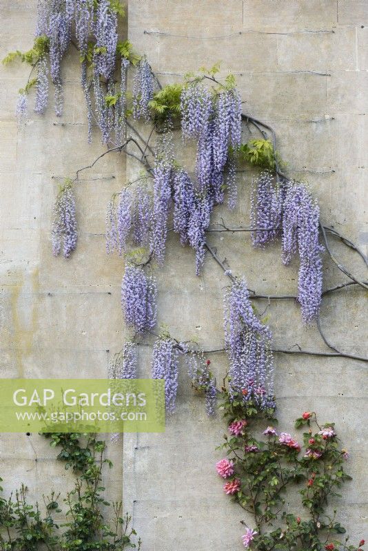 Long racemes of wisteria on Broadleas house in May