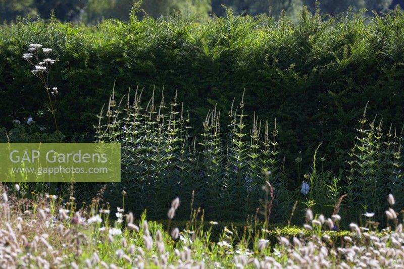 Veronicastrum virginicum  catching the light in a summer border, against a backdrop of yew hedging.
