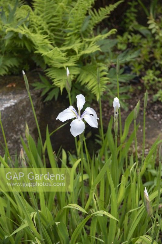 Iris laevigata 'Alboviolacea'