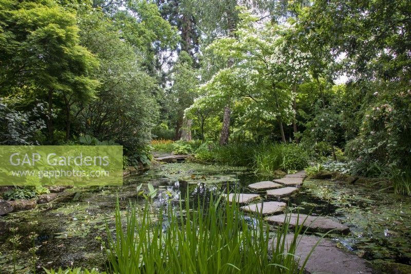 The pool in the Stroll Garden at Morton Hall Gardens with water lilies and stepping stones
