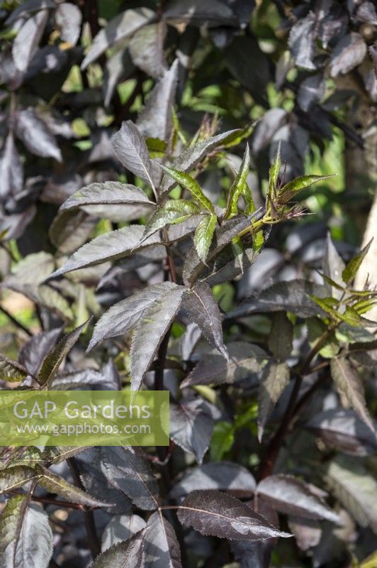 Sambucus nigra 'Black Beauty' elderberry