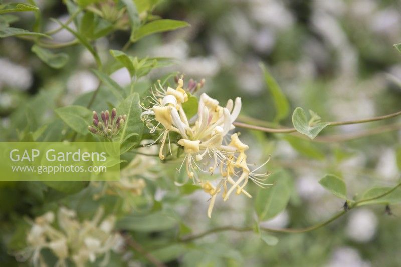 Hardy, scented, flowering Lonicera periclymenum syn. honeysuckle. August. Summer.