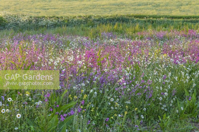 View of a colourful wildflower meadow flowering in Summer - May