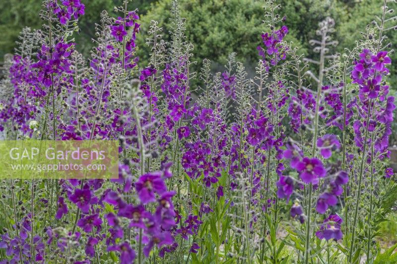Verbascum phoenicium 'Violetta' flowering in Summer - May