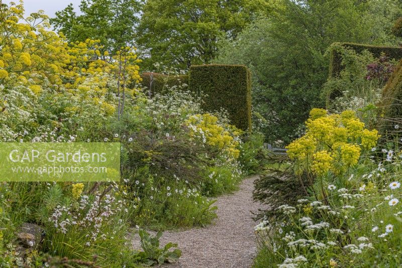 View of a gravel path between tiered double borders in an informal country cottage garden in Summer - May