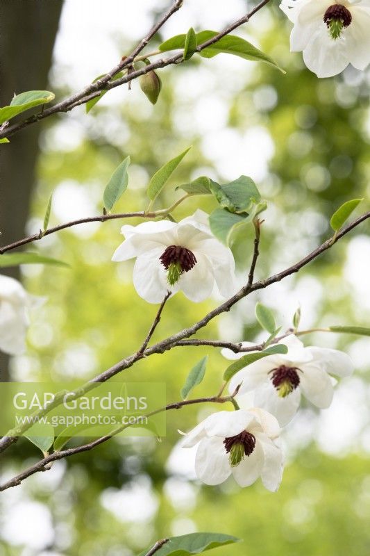 Magnolia wilsonii - Wilson's magnolia