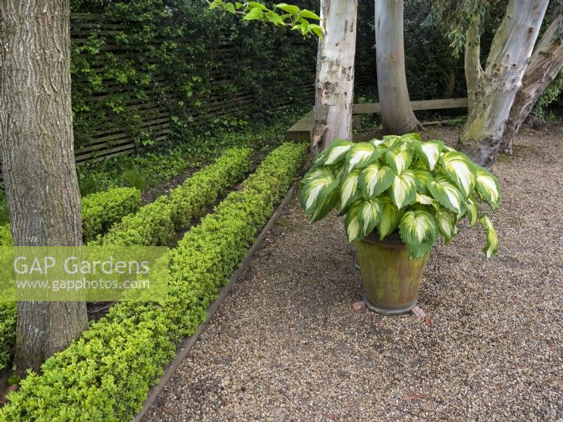 Hosta Sagae plantain lily, trees and box hedges in Spring May
