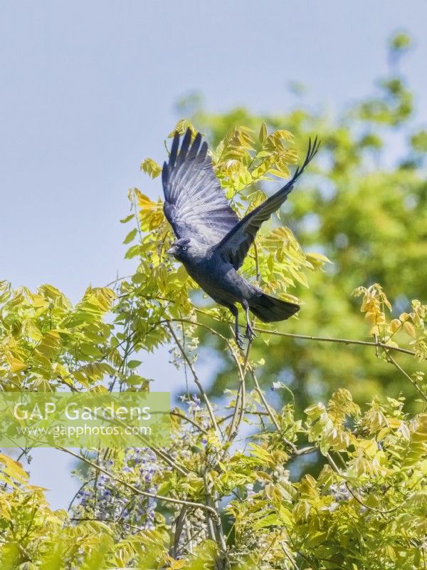 Corvus monedula - Jackdaw taking flight from Wisteria