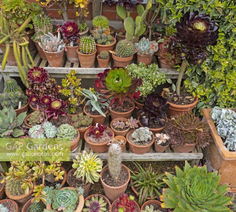 Collection of succulents and cacti display  East Ruston Old Vicarage Norfolk June