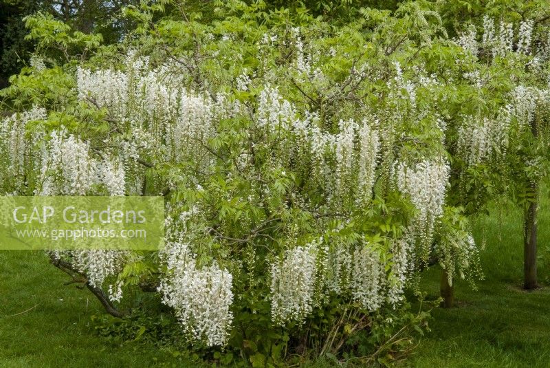 White Wisteria on supporting posts - Open Gardens Day, East Bergholt, Suffolk