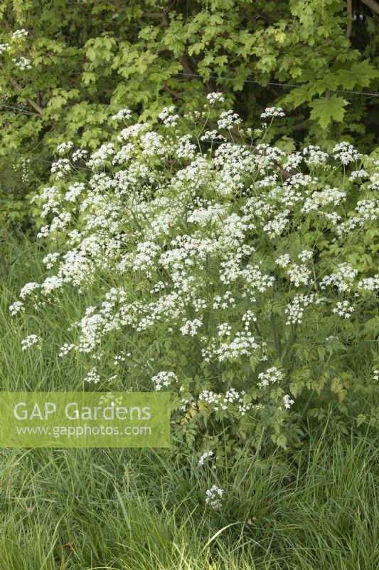 Anthriscus sylvestris Cow Parsley growing in a hedgerow