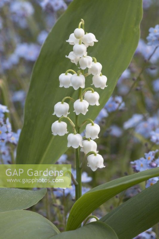 Convallaria majalis Lily Of The Valley