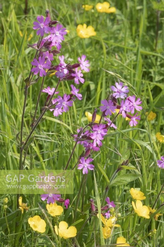 Silene dioica Red Campion and Ranunculus acris Buttercup 