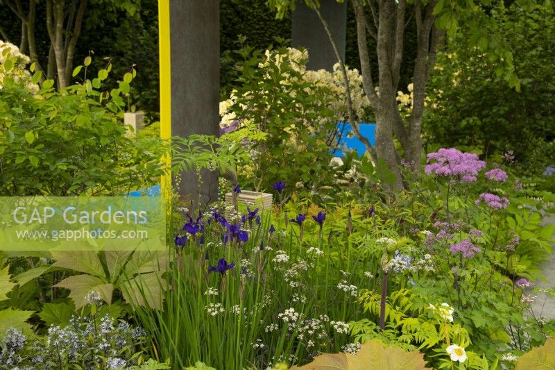 Herbaceous plants incuding Iris sibirica 'Perry's Blue', Thalictrum 'Black Stockings' and Amsonia 'Storm Clouds' in The National Brain Appeal's Rare Space Garden, a sanctuary garden designed Charlie Hawkes 