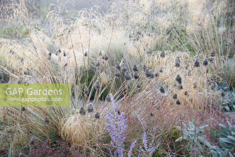 View of the Mediterranean area in the contemporary walled Paradise Garden, in Autumn. Planting includes Stipa gigantea, Allium sphaerocephalon and Stachys byzantina 'Big Ears' 