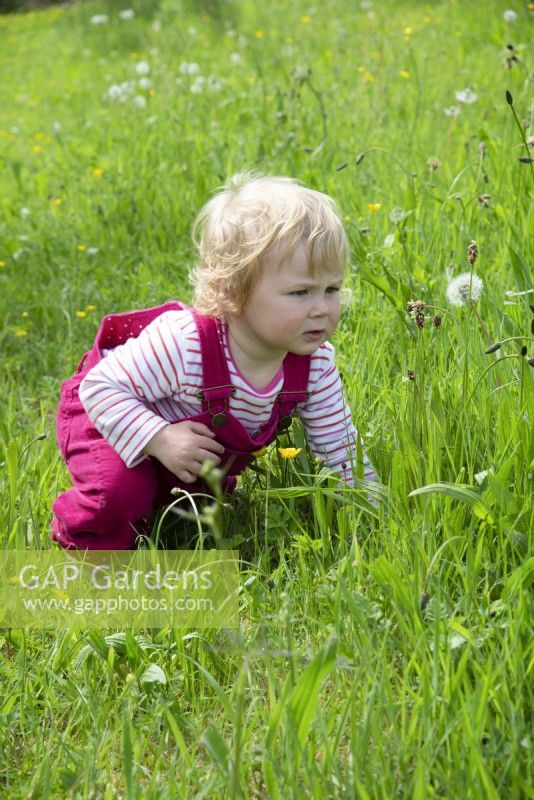 Toddler in grassy meadow looking at flowers in Spring