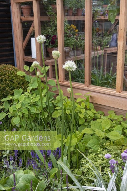 Small mixed bed of flowering herbs and perennials including Allium schoenoprasum - chives, Salvias - sage, Hydrangeas, Bergenia - Elephants ears, Astelia and white allium outside a cedar greenhouse.

The Gabriel Ash showstand at RHS Chelsea Flower Show 2023.