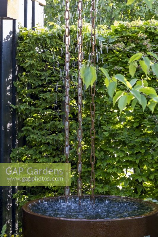 Rain Chain and water butt by a Hornbeam hedge - Carpinus betulus. The RSPCA Garden. Designer: Martyn Wilson