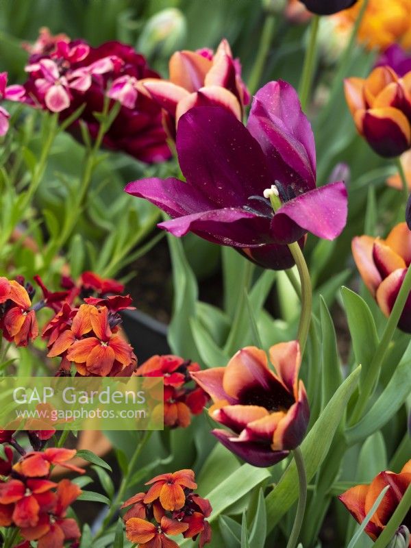 Mix of brightly coloured tulips and wallflowers - May