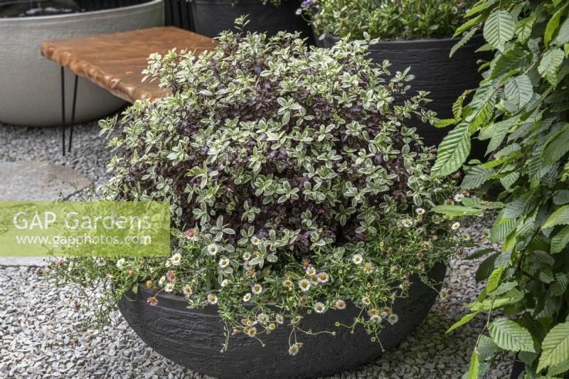 Handmade black clay container planted with native New Zealand plants.

Pittosporum tenuifolium 'Banoway Bay' - Breebay with Erigeron karvinskianus 'Profusion'

Feels Like Home
Design: Rosemary Coldstream

Balcony and Container Gardens: RHS Chelsea Flower Show 2023
