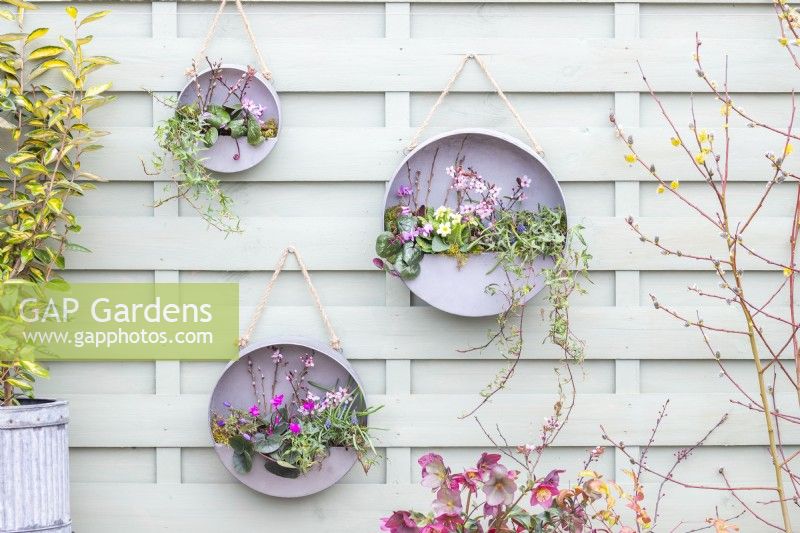 Three different sized round metal containers planted with Cyclamen, Primula, Grape hyacinth and Ivy with Cherry blossom sprigs hanging on a fence